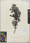 Foto von Salix glabra Scop. x Salix myrsinifolia Salisb.